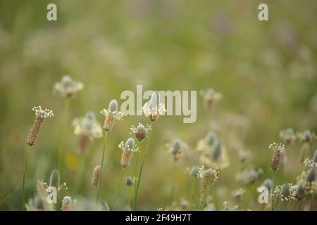 Flore de Gran Canaria - Plantago lagopus ou harefoot nagomawort fond floral macro-floral naturel Banque D'Images