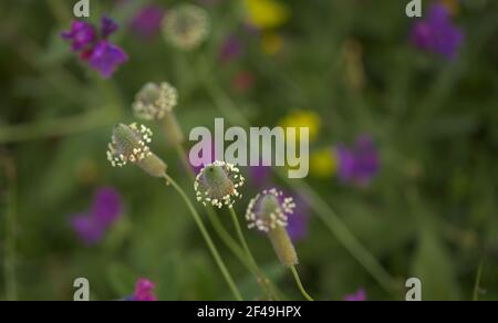 Flore de Gran Canaria - Plantago lagopus ou harefoot nagomawort fond floral macro-floral naturel Banque D'Images