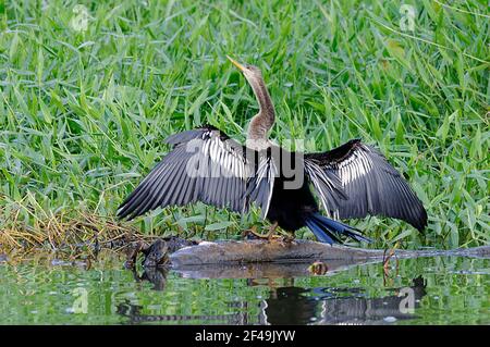 Anhinga (Ahinga anhinga) dans le parc national de Tortuguero, au Costa Rica Banque D'Images