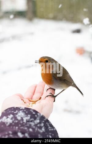 Profil d'un oiseau tamé, un robin britannique dans un jardin d'hiver en neige, perché sur une main tendue se nourrissant de graines de tournesol et de vers de la viande. Banque D'Images