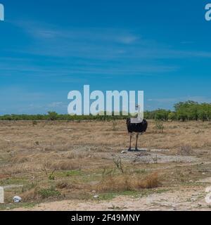 Ostriche marchant à la savane dans le parc national d'Etosha, Namibie, Afrique Banque D'Images