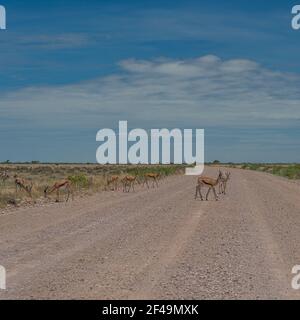 L'antilope de taille moyenne de Springbok traverse la rue à l'Etosha Pan. Parc national d'Etosha, Namibie Banque D'Images