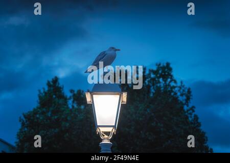Sune Seagull, de la famille des Sternidae, assis sur la lampe éclairée du pont Ha Penny sur la rue Tempel Bar à l'heure bleue, photographie de nuit Banque D'Images