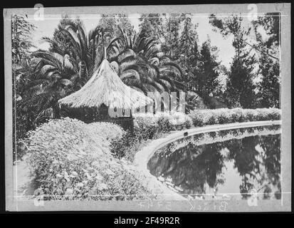 Redlands. Marguerites and Palms au Canyon Crest Park, Redlands, env. Banque D'Images