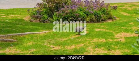 Helguineafhibou, gros oiseau gris dans l'herbe. Scène sauvage de la nature à Swakopmund, Namibie Banque D'Images