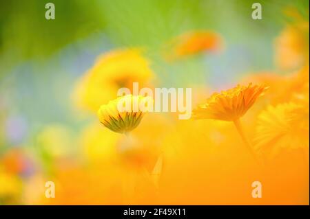 Un gros plan plein de fleurs de calendula jaune et orange avec une mise au point sélective et un arrière-plan floral orange et coloré flou. Banque D'Images