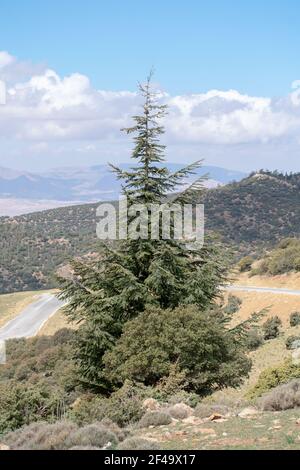 Cèdre bleu de l'Atlas (Cedrus Atlantica) arbres dans leur habitat naturel dans le parc national de Belezma, Batna, Algérie Banque D'Images