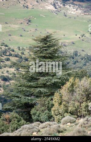 Cèdre bleu de l'Atlas (Cedrus Atlantica) arbres dans leur habitat naturel dans le parc national de Belezma, Batna, Algérie Banque D'Images