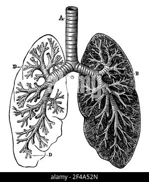Poumons. Illustration du 19e siècle. Allemagne. Arrière-plan blanc. Banque D'Images