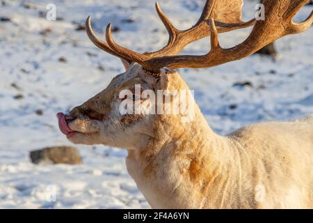 Gros plan de magnifiques cerfs de couleur pâle avec des bois et son la langue rose dépasse Banque D'Images