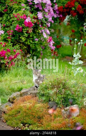 Gros plan d'une partie d'un jardin d'été avec une petite rocarie en premier plan, un chat tabby assis face à l'appareil photo et des fleurs de clematis roses en arrière-plan. Banque D'Images