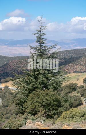 Cèdre bleu de l'Atlas (Cedrus Atlantica) arbres dans leur habitat naturel dans le parc national de Belezma, Batna, Algérie Banque D'Images