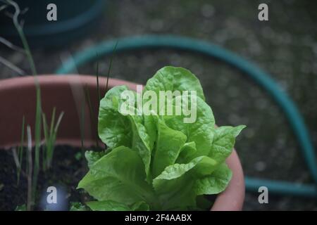 Un gros plan sélectif des semis de petunia sur une fleur pot Banque D'Images