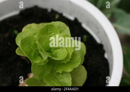 Un gros plan sélectif des semis de petunia sur une fleur pot Banque D'Images
