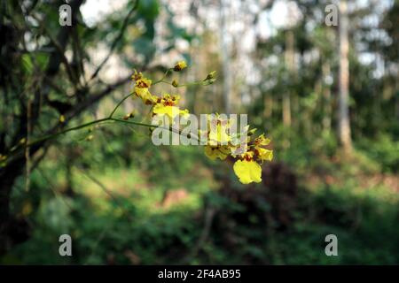Gros plan d'une chenille sur une bande de jaune fleurs d'orchidées oncidium sphacelatum Banque D'Images