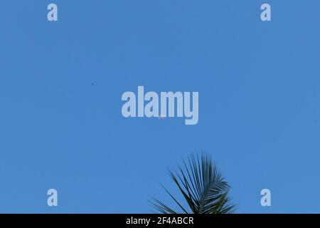 Vue sur une branche d'un cocotier et d'un oiseau, dans arrière-plan la lune brille dans le ciel bleu sous le soleil jour Banque D'Images