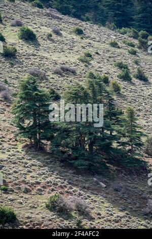 Cèdre bleu de l'Atlas (Cedrus Atlantica) arbres dans leur habitat naturel dans le parc national de Belezma, Batna, Algérie Banque D'Images