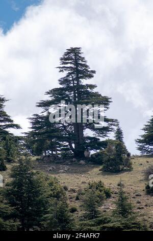 Cèdre bleu de l'Atlas (Cedrus Atlantica) arbres dans leur habitat naturel dans le parc national de Belezma, Batna, Algérie Banque D'Images