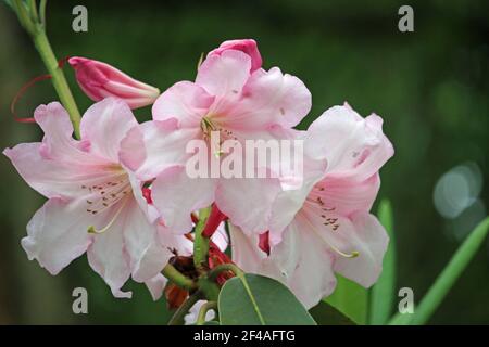 Fleurs de Rhododendron rose clair avec des bords rose foncé sur les pétales avec un arrière-plan flou foncé des feuilles. Banque D'Images