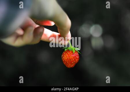 Photo d'art, noir et blanc. Main tenant rouge fruit fraise fond vert foncé..la fraise dans la main de la femme. Fraise suspendue. Fruits biologiques Banque D'Images