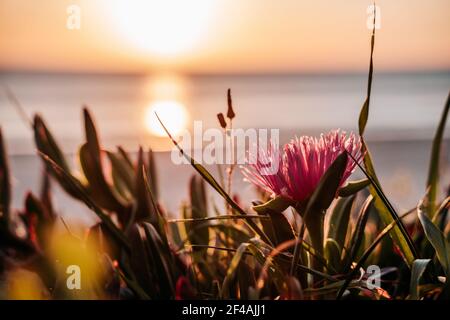 fleurs sur la plage au coucher du soleil Banque D'Images