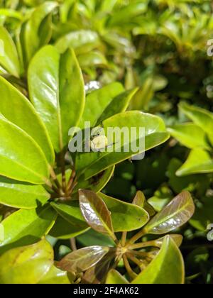 Un plan vertical d'un coléoptère sur les feuilles de magnolia sur un arrière-plan flou Banque D'Images