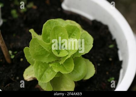 Un gros plan sélectif des semis de petunia sur une fleur pot Banque D'Images
