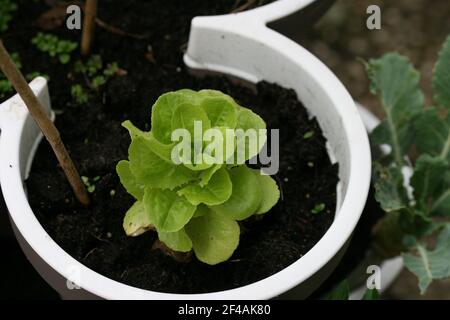 Un gros plan sélectif des semis de petunia sur une fleur pot Banque D'Images