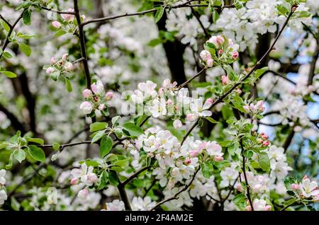 Le pommier blanc fleuris au printemps Banque D'Images