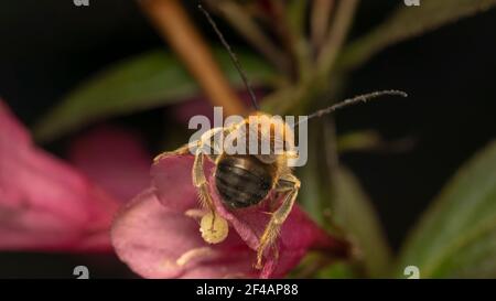 abeille à cornes longues (lat. Eucera longicornis) est une espèce d'abeille de la famille des Apidae, de la sous-famille des Apinae et de la tribu des Eucerini Banque D'Images