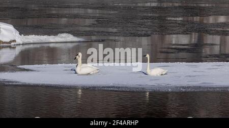 Cygnes trompettes reposant sur une zone de glace dans le nord du Wisconsin. Banque D'Images