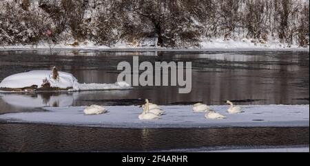 Cygnes trompettes reposant sur une zone de glace dans le nord du Wisconsin. Une minute Banque D'Images