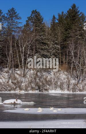 Cygnes trompettes reposant sur une zone de glace dans le nord du Wisconsin. Une minute Banque D'Images