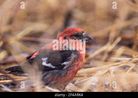 crossbill à ailes blanches dans le nord du Wisconsin. Banque D'Images