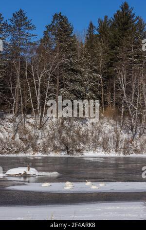 Cygnes trompettes reposant sur une zone de glace dans le nord du Wisconsin. Une minute Banque D'Images