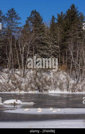 Cygnes trompettes reposant sur une zone de glace dans le nord du Wisconsin. Une minute Banque D'Images