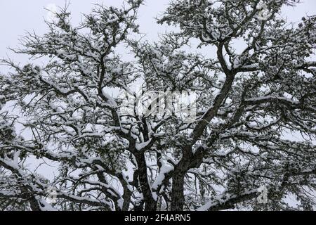Neige sur les branches de chêne Banque D'Images