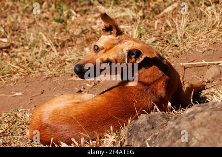 Chien de couleur marron avec arrière-plan de champ flou Banque D'Images
