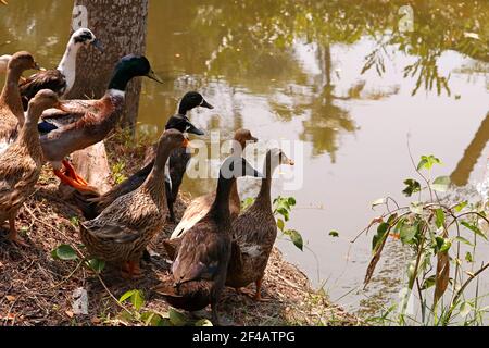 groupe de canards sont debout près de l'étang Banque D'Images