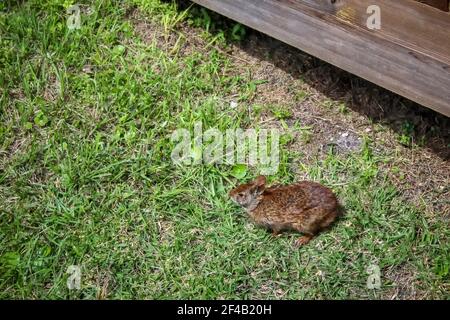 Petit lapin brun de marais dans l'herbe Banque D'Images