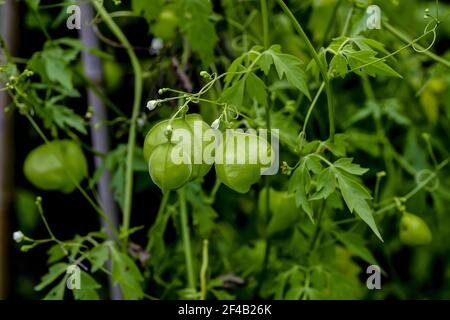 Fruits encore non mûrs (verts) de la plante de ballon ou l'amour dans une bouffée - Cardiospermum halicabium - en début d'été, Bavière, Allemagne, Europa Banque D'Images