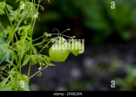 Fruits encore non mûrs (verts) de la plante de ballon ou l'amour dans une bouffée - Cardiospermum halicabium - en début d'été, Bavière, Allemagne, Europa Banque D'Images