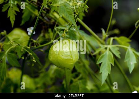 Fruits encore non mûrs (verts) de la plante de ballon ou l'amour dans une bouffée - Cardiospermum halicabium - en début d'été, Bavière, Allemagne, Europa Banque D'Images