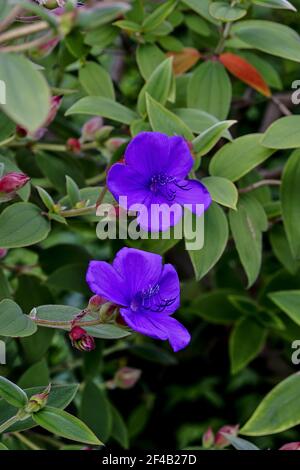 Fleur bleue de la fleur de princesse en été - Timouchina urvilleana - Bavière, Allemagne, Europe Banque D'Images