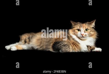 Chat allongé latéralement avec les oreilles tournées vers le côté ou vers l'arrière. Mignon petit garçon torbie femelle avec expression irritée ou alerte. Concept de lecture ou uedn Banque D'Images