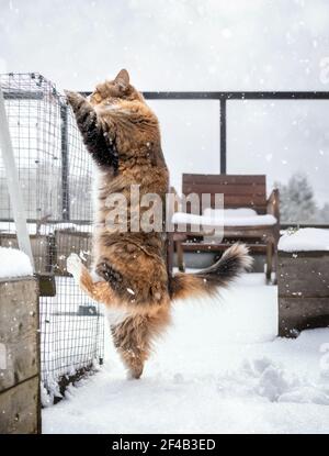 Escalade de chat pour s'éloigner de la neige. Le chaton féminin multicolore a découvert qu'il n'aime pas la neige sur le patio ou le balcon. Le chat est debout sur une jambe arrière Banque D'Images