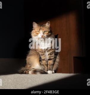 Adorable Chat Feminin Au Soleil Photo Stock Alamy