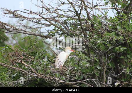 Egret de bétail assis dans un arbre. Banque D'Images