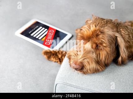 Chien triste Labradoodle avec application écran refusé sur la tablette. Concept sur le thème des animaux de compagnie pour le rejet d'applications telles que la carte de crédit, le prêt, l'hypothèque. Banque D'Images