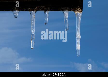 Glaces sur un soleil lumineux avec une température sous-gelée. Plusieurs formations allongées de glace congelée accrochées à une corniche. Ciel bleu avec nuages. Distributeur de glace Banque D'Images